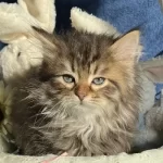 Traditional Siberian Forest Cat