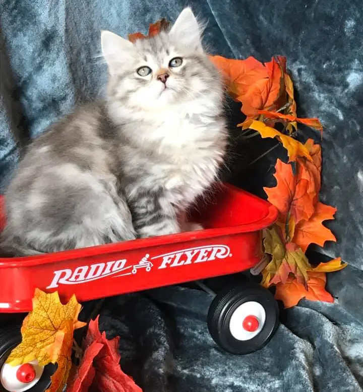 Traditional Siberian Forest Cat